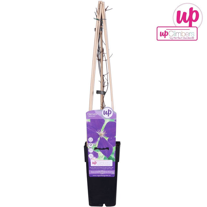 Clematite Jackmanii - ↨65Cm - Ø15 - Pianta Rampicante Fiorita Da Esterno