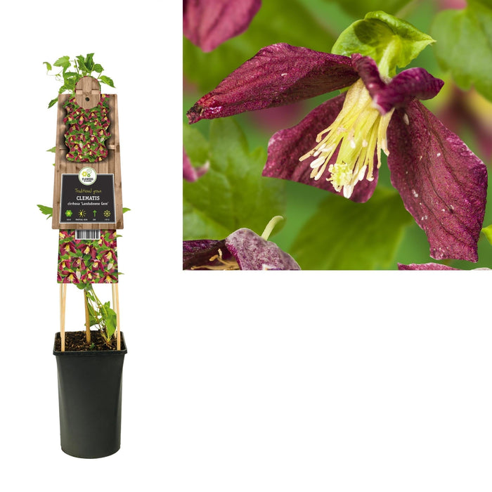 Gemma Di Clematite Landsdowne D17Cm H75Cm