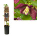 Gemma Di Clematite Landsdowne D17Cm H75Cm
