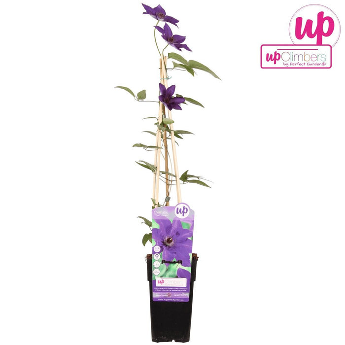 Clematite Le Président - ↨65Cm - Ø15 - Pianta Da Esterno Fiorita