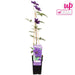 Clematite Le Président - ↨65Cm - Ø15 - Pianta Da Esterno Fiorita