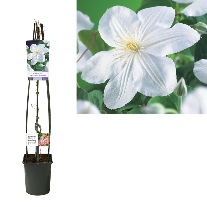 Clematite Madame Le Coultre Bianca D23Cm H115Cm