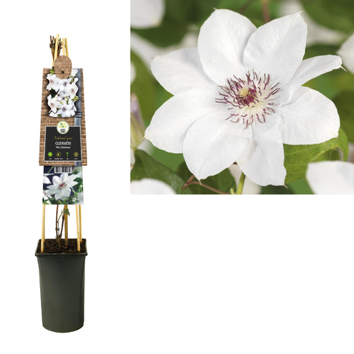 Clematide Miss Bateman D17Cm H75Cm
