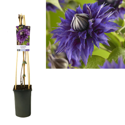 Clematite Multi Blu D17Cm H75Cm