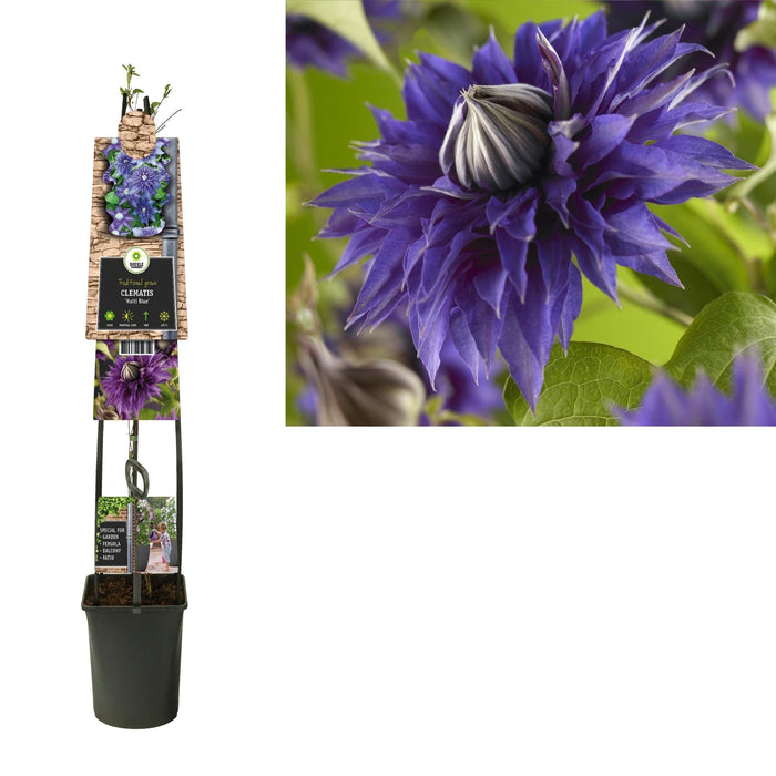 Clematite Multi Blu D23Cm H115Cm
