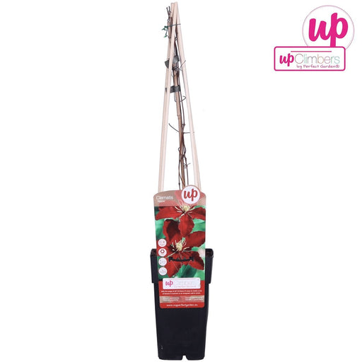 Clematite Niobe - ↨65Cm - Ø15 - Pianta Rampicante Fiorita Da Esterno