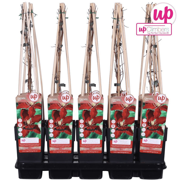 Clematite Niobe - ↨65Cm - Ø15 - Pianta Rampicante Fiorita Da Esterno