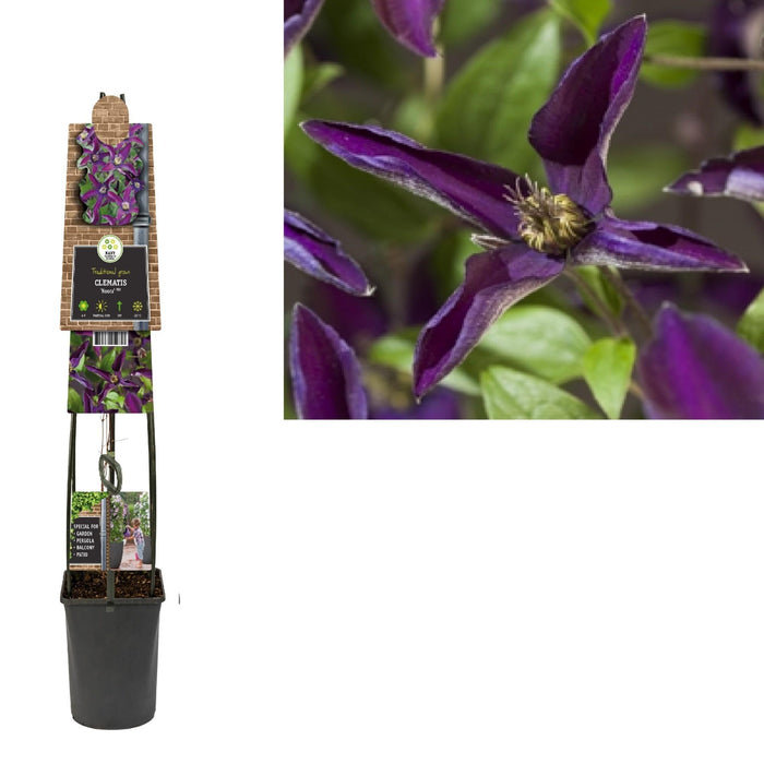 Clematide Noora D23Cm H115Cm