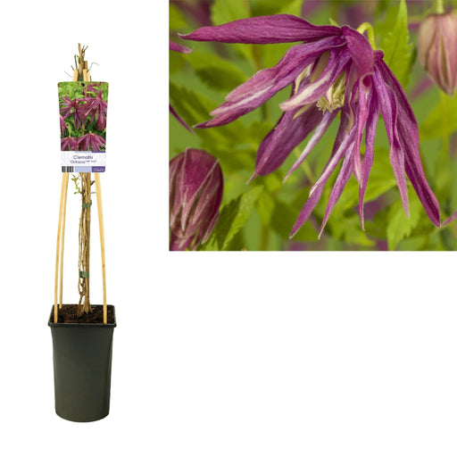 Polpo Clematis D17Cm H75Cm