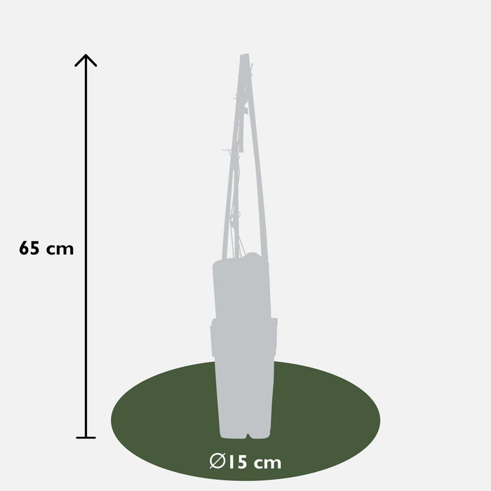 Clematite Peek - ↨65Cm - Ø15 - Pianta Rampicante Fiorita Da Esterno