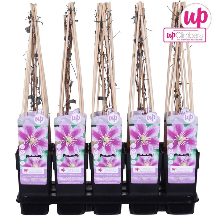 Clematite Peek - ↨65Cm - Ø15 - Pianta Rampicante Fiorita Da Esterno