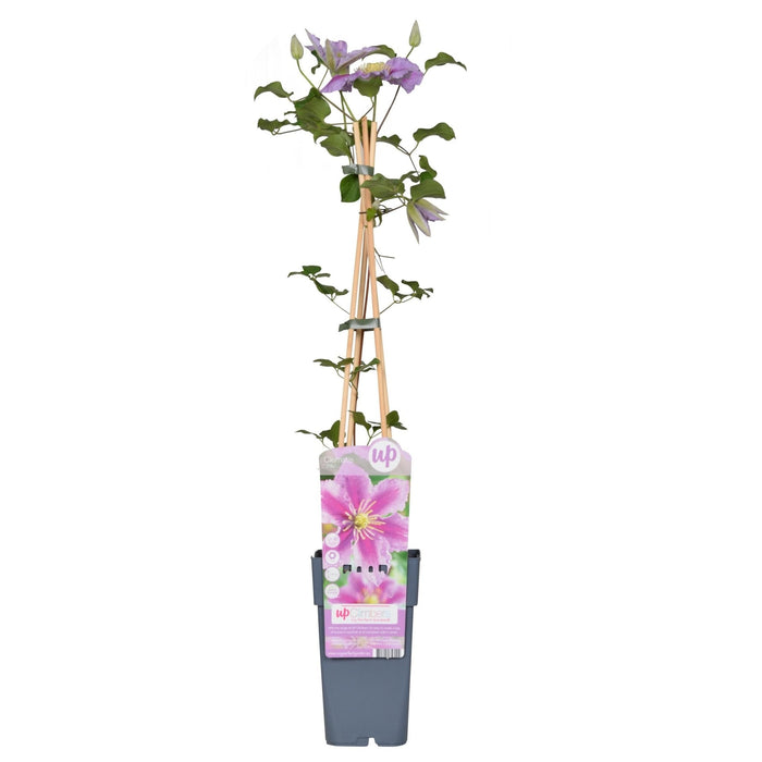 Clematite Peek - ↨65Cm - Ø15 - Pianta Rampicante Fiorita Da Esterno