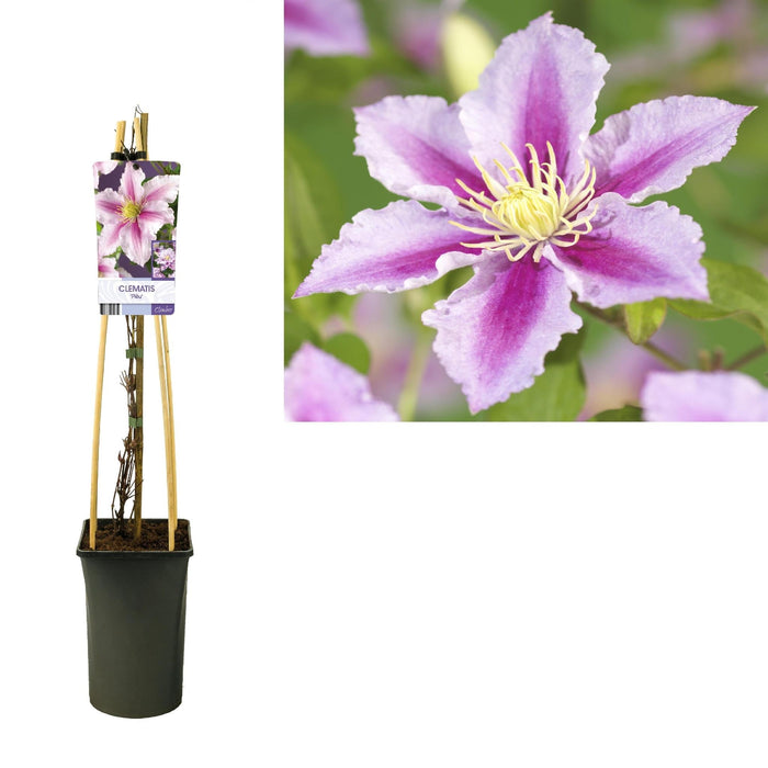 Clematite Pillu Viola Rosa D17Cm H75Cm