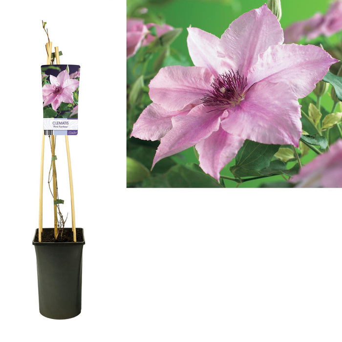 Clematite Rosa Fantasia D17Cm H75Cm