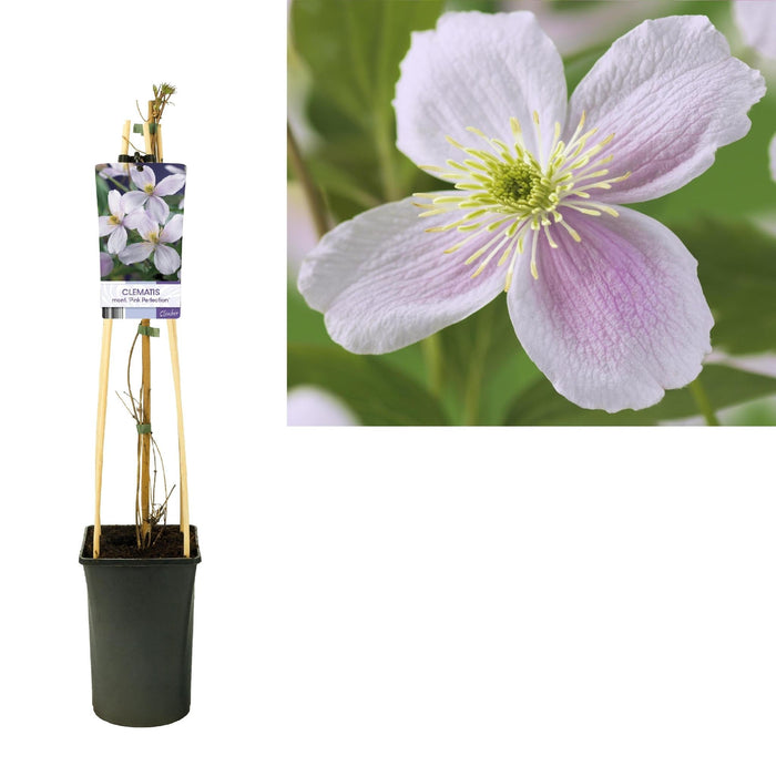 Clematite Rosa Perfezione D17Cm H75Cm