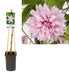 Clematide Rosa D17Cm H75Cm