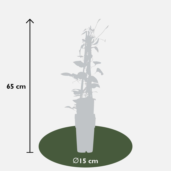 Clematite Rosso Cardinale - ↨65Cm - Ø15 - Pianta Rampicante Fiorita Da Esterno
