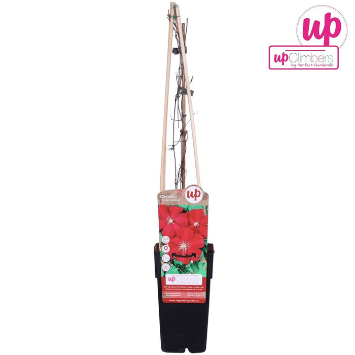 Clematite Rosso Cardinale - ↨65Cm - Ø15 - Pianta Rampicante Fiorita Da Esterno