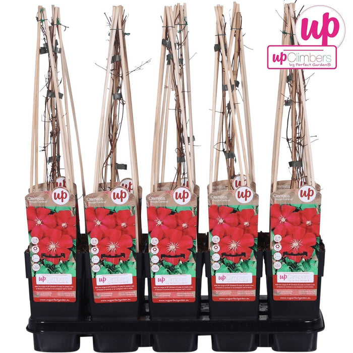 Clematite Rosso Cardinale - ↨65Cm - Ø15 - Pianta Rampicante Fiorita Da Esterno