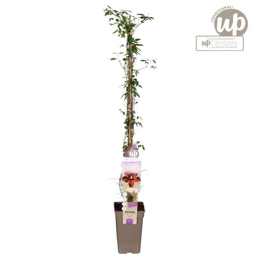 Red Clematis Vitiwester - Pianta Rampicante Da Esterno In Fiore