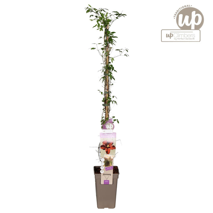 Red Clematis Vitiwester - Pianta Rampicante Da Esterno In Fiore