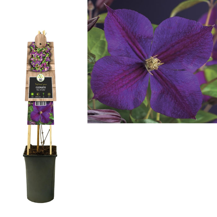 Clematite Stella D'Inde D17Cm H75Cm