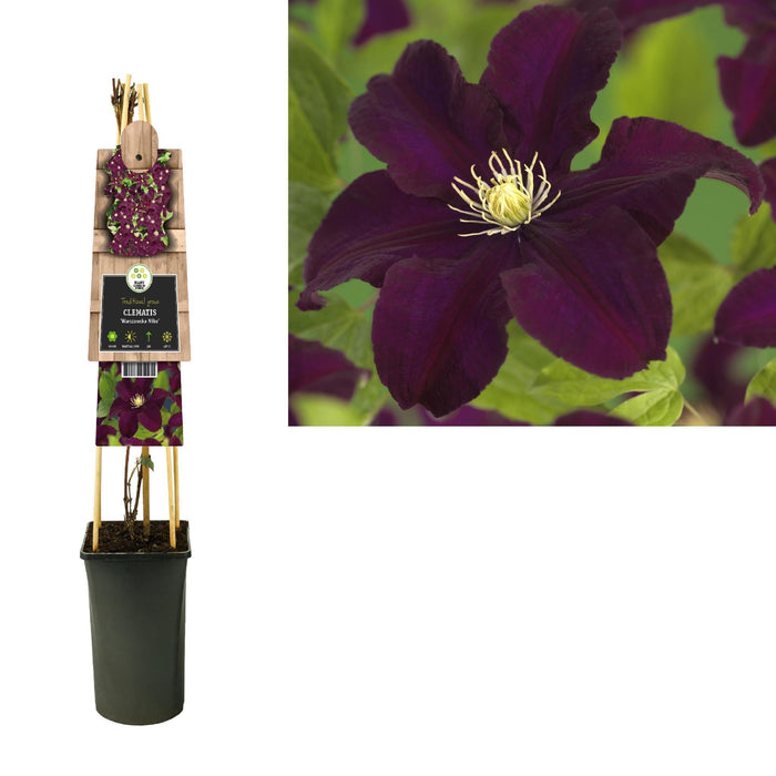 Clematis Warszawska Viola D17Cm H75Cm