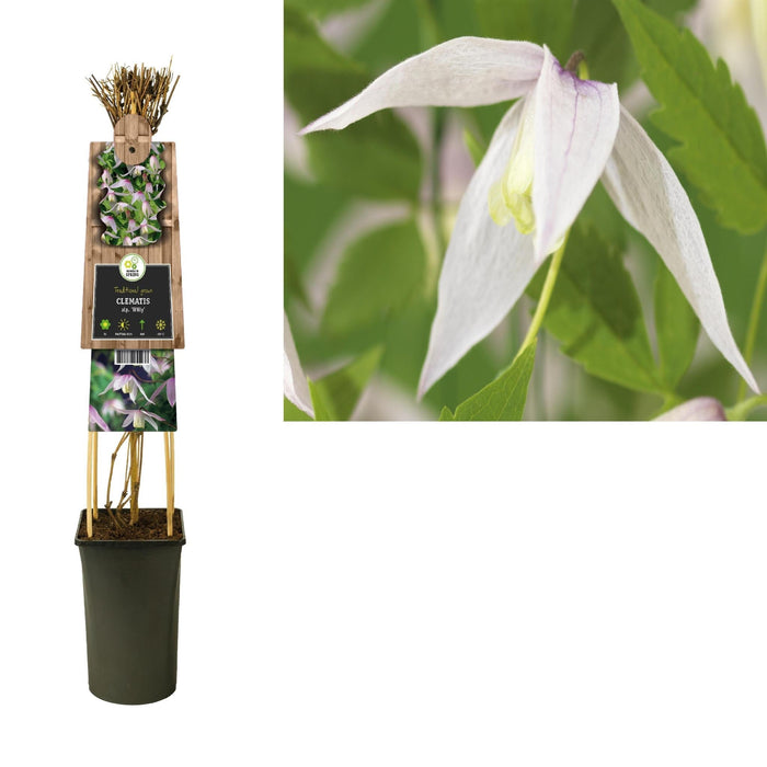 Clematis Willy Bianco D17Cm H75Cm