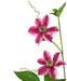 Clematide Viola Doppia Artificiale