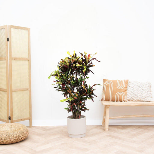 Codiaeum Croton Colorato