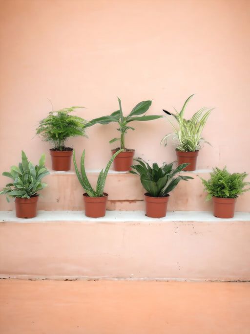 Scatola Da 7 Piante Disinquinanti - D9Cm - H23Cm