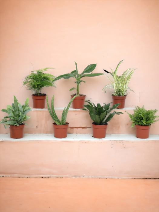 Scatola Da 7 Piante Disinquinanti - D9Cm - H23Cm