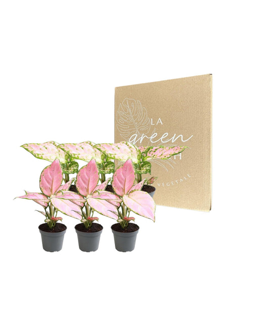 Scatola Aglaonema - Set Di 6 Piante