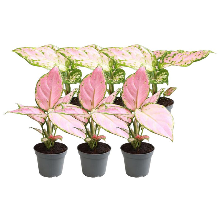 Scatola Aglaonema - Set Di 6 Piante