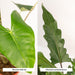 Scatola Alocasia - Set Di 2 Piante