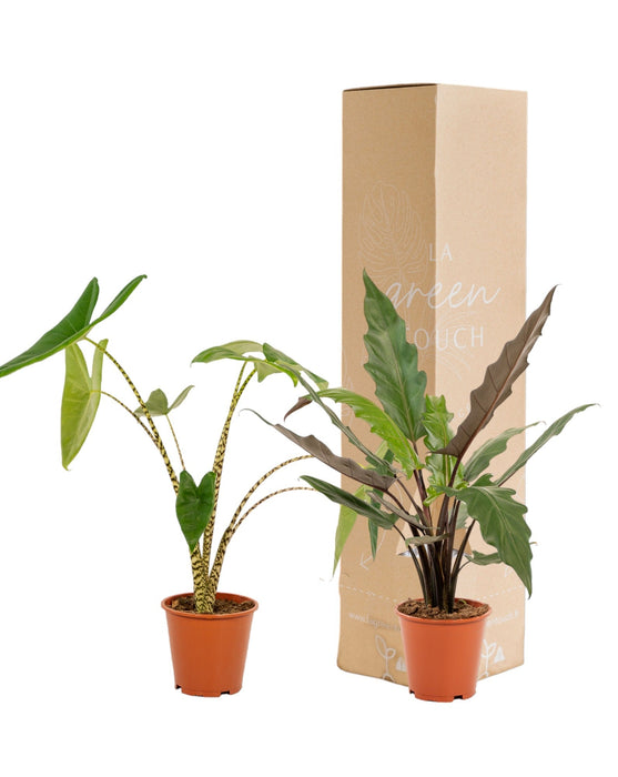 Scatola Alocasia - Set Di 2 Piante
