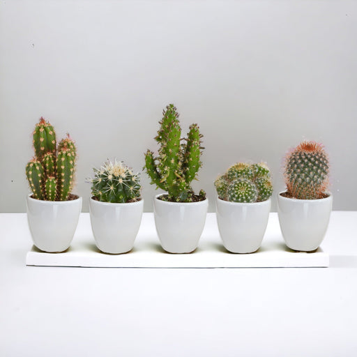 Scatola Per Cactus E I Suoi Vasi Per Piante Bianchi - Set Da 15, H13Cm