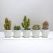 Scatola Per Cactus E I Suoi Vasi Per Piante Bianchi - Set Da 15, H13Cm