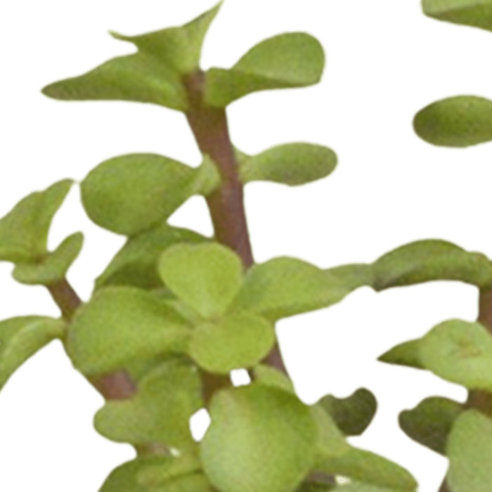 Scatola Per Cactus E I Suoi Vasi Per Piante Bianchi - Set Da 15, H13Cm