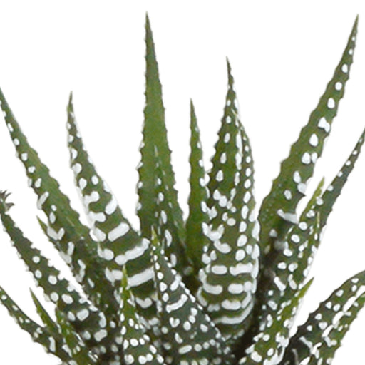 Scatola Per Cactus E I Suoi Vasi Per Piante Bianchi - Set Da 15, H13Cm