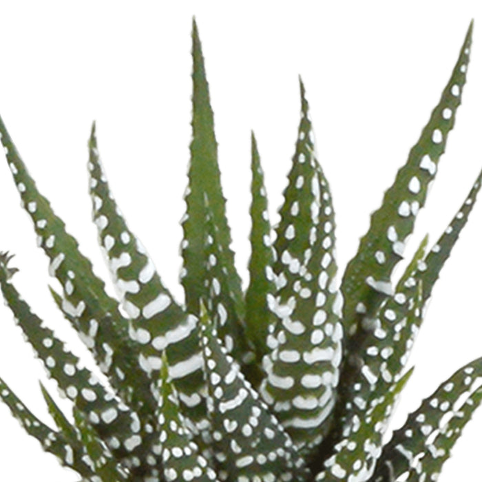 Scatola Per Cactus E I Suoi Vasi Per Piante Bianchi - Set Da 15, H13Cm