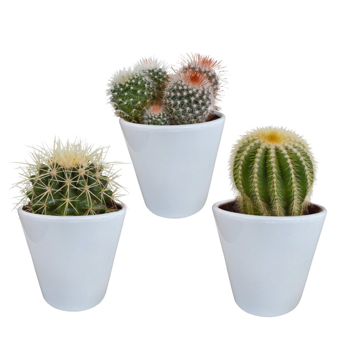 Scatola Per Cactus E I Suoi Vasi Per Piante Bianchi - Set Di 3 Piante, H16Cm