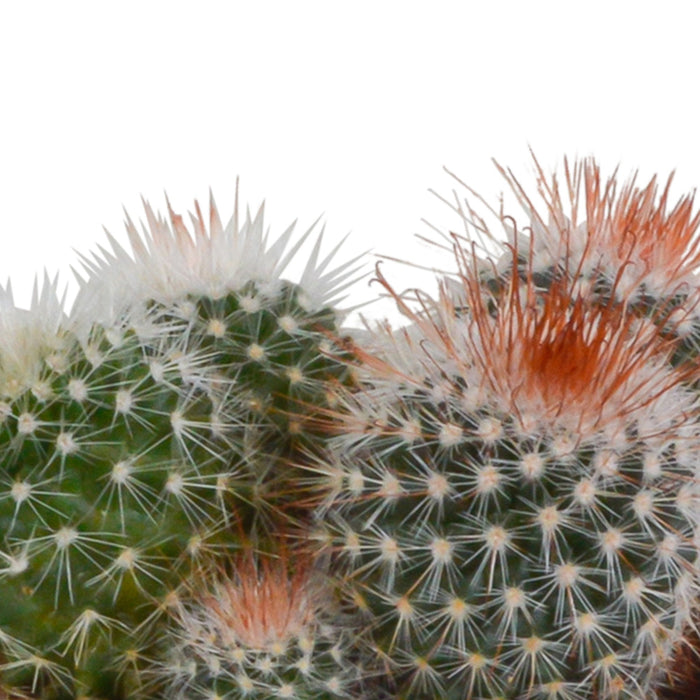 Scatola Per Cactus E I Suoi Vasi Per Piante Bianchi - Set Di 3 Piante, H16Cm