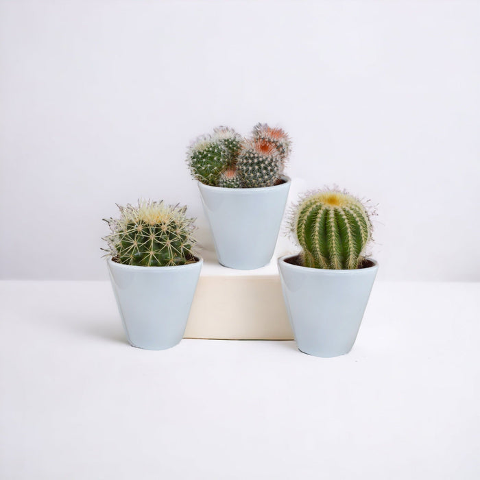 Scatola Per Cactus E I Suoi Vasi Per Piante Bianchi - Set Di 3 Piante, H16Cm