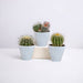 Scatola Per Cactus E I Suoi Vasi Per Piante Bianchi - Set Di 3 Piante, H16Cm