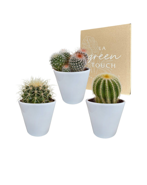 Scatola Per Cactus E I Suoi Vasi Per Piante Bianchi - Set Di 3 Piante, H16Cm