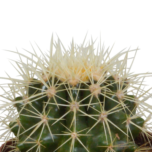 Scatola Per Cactus E I Suoi Vasi Per Piante Bianchi - Set Di 3 Piante, H18Cm