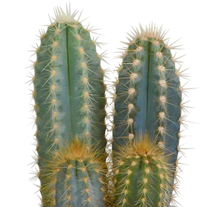 Scatola Per Cactus E I Suoi Vasi Per Piante Bianchi - Set Di 3 Piante, H18Cm