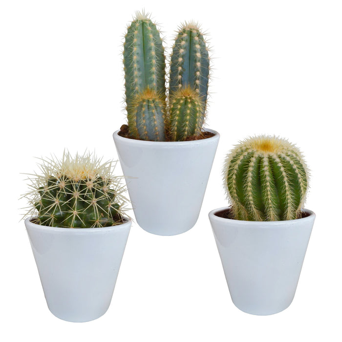 Scatola Per Cactus E I Suoi Vasi Per Piante Bianchi - Set Di 3 Piante, H18Cm