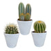 Scatola Per Cactus E I Suoi Vasi Per Piante Bianchi - Set Di 3 Piante, H18Cm